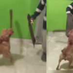 Increíble: Perro ataca a su dueño con un machete y se hace viral