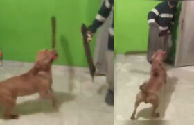 Increíble: Perro ataca a su dueño con un machete y se hace viral