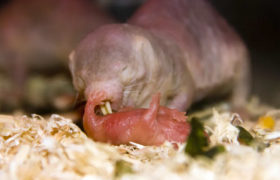Impactante: Ratas topo secuestran las crías de las demás y las convierten en sus esclavas